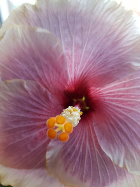  - 1-2 HIBISCUS