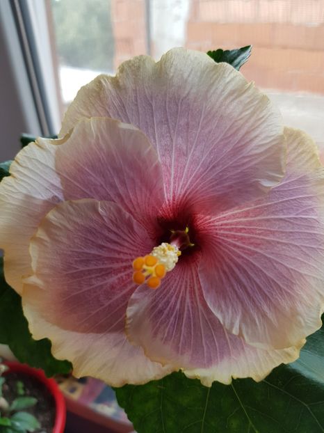  - 1-2 HIBISCUS