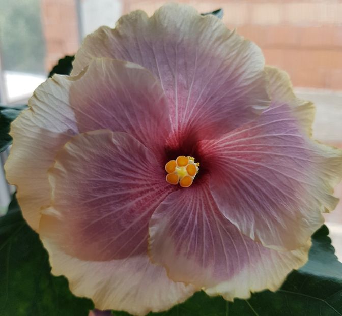  - 1-2 HIBISCUS