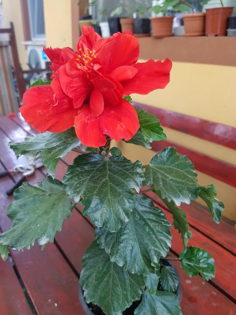  - 1-2 HIBISCUS