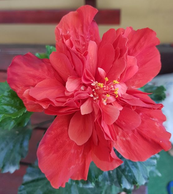  - 1-2 HIBISCUS