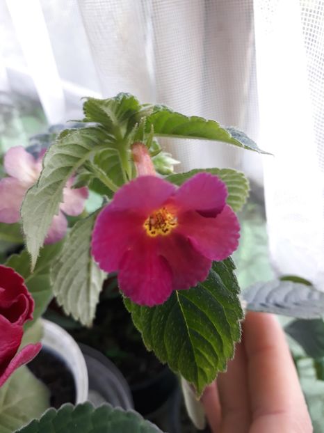  - Achimenes 2019
