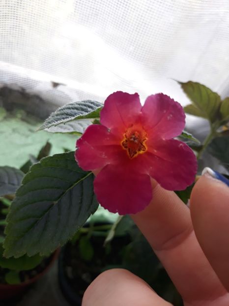  - Achimenes 2019
