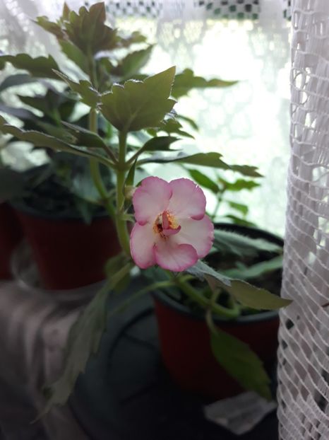  - Achimenes 2019