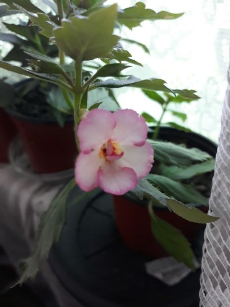  - Achimenes 2019