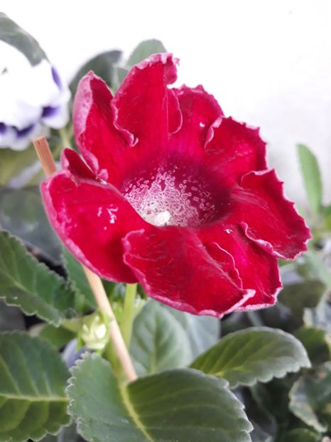  - Gloxinia din seminte
