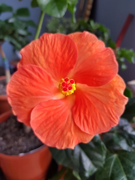  - 1-2 HIBISCUS