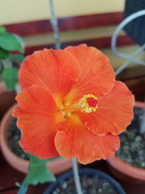  - 1-2 HIBISCUS