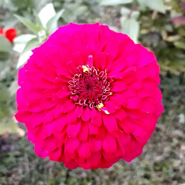  - AAAA__CARCIUMARESE 2015_2017_2018_2019