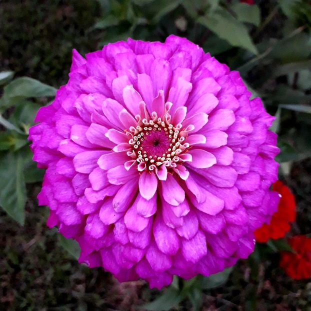  - AAAA__CARCIUMARESE 2015_2017_2018_2019