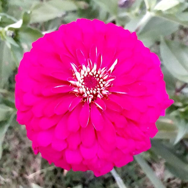  - AAAA__CARCIUMARESE 2015_2017_2018_2019