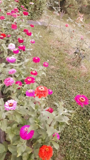  - AAAA__CARCIUMARESE 2015_2017_2018_2019