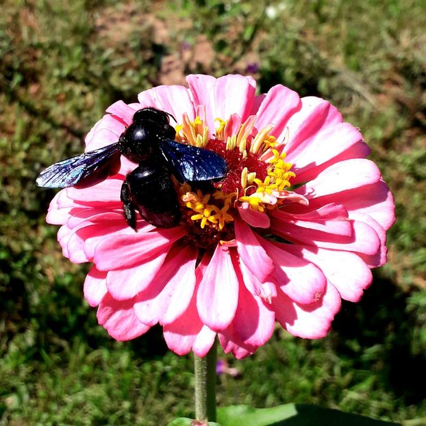  - AAAA__CARCIUMARESE 2015_2017_2018_2019