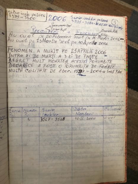 O pereche foarte reușită - Pasari vechi din crescatoria lui Nirca