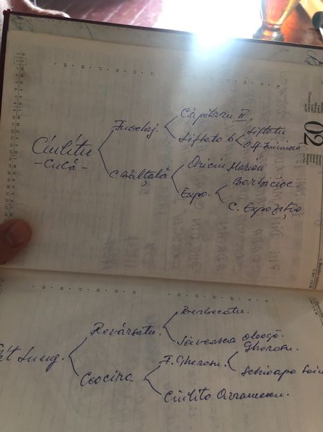 Ciulitul ( Enachescu) și Gat lung(Nirca) - Pasari vechi din crescatoria lui Nirca