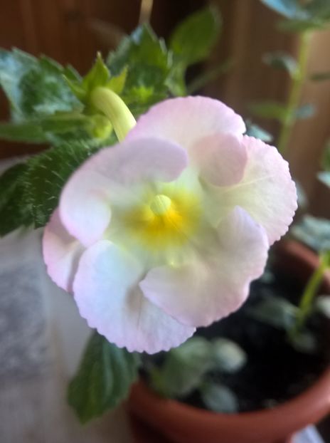 Blushing Beauty - Achimenes si Achimenantha 2019