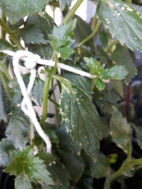  - Tratament achimenesi