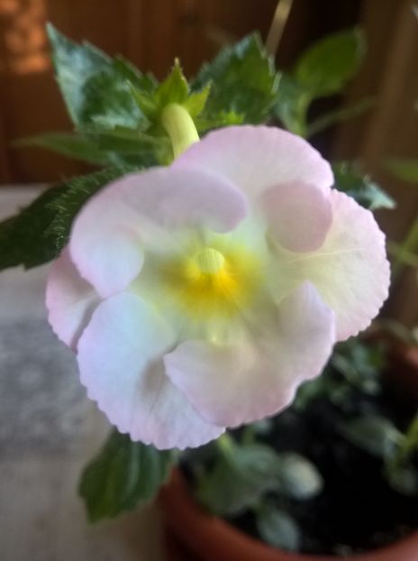 Blushing Beauty - Achi cu 6 sau mai multe petale