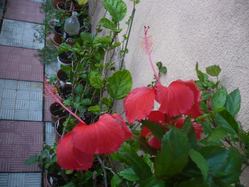 24.08.2019 - HIBISCUSI 2019-2