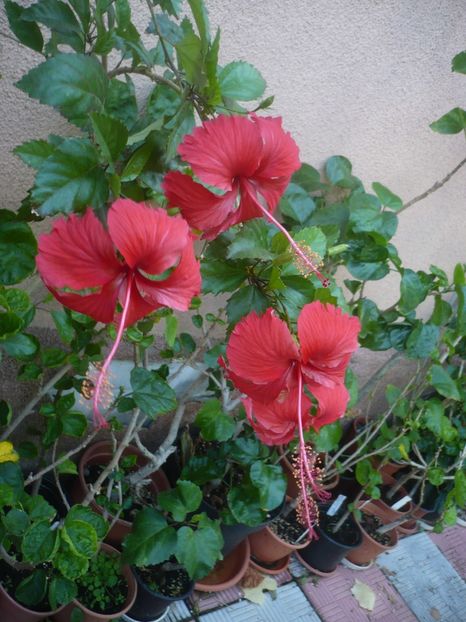 P1420692 - HIBISCUSI 2019-2