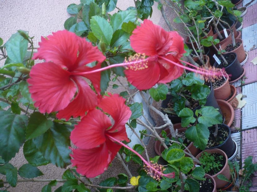 P1420693 - HIBISCUSI 2019-2