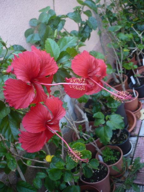 P1420694 - HIBISCUSI 2019-2