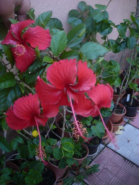 P1420695 - HIBISCUSI 2019-2