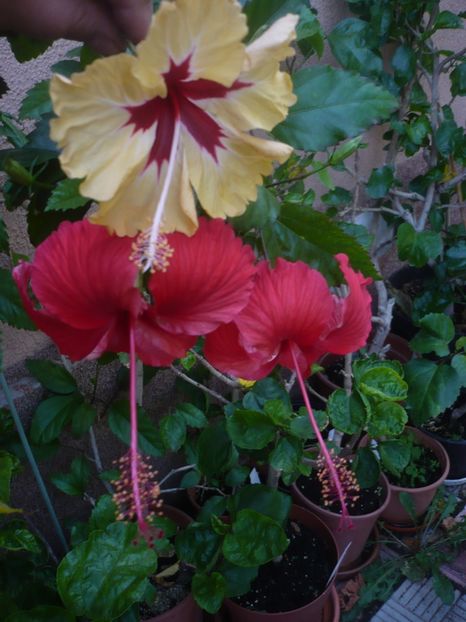 P1420697 - HIBISCUSI 2019-2