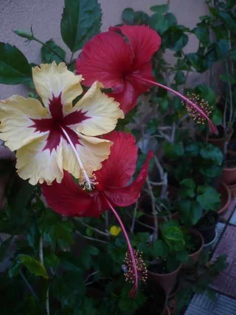 P1420701 - HIBISCUSI 2019-2