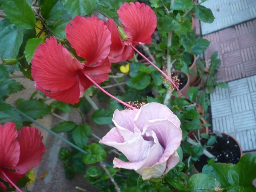 P1420702 - HIBISCUSI 2019-2