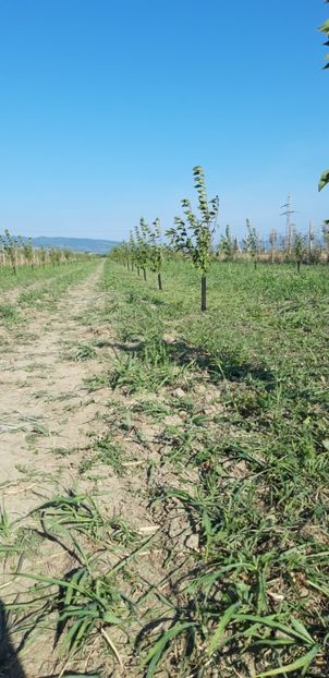  - Livada 1 anul ll 2019