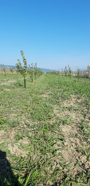  - Livada 1 anul ll 2019