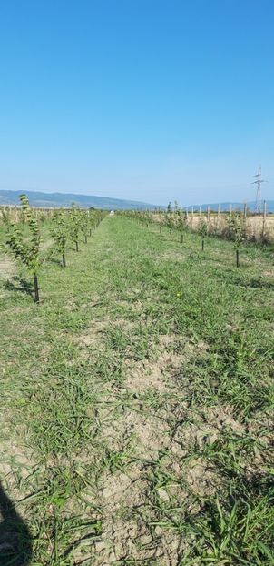  - Livada 1 anul ll 2019