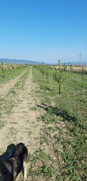  - Livada 1 anul ll 2019