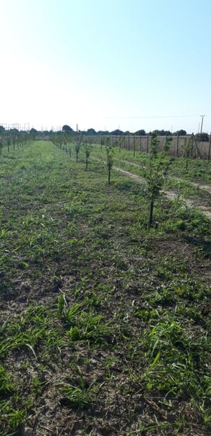  - Livada 1 anul ll 2019