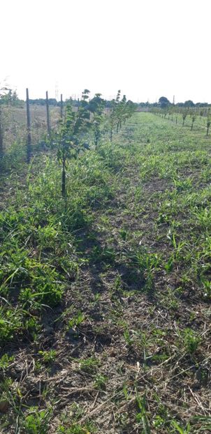  - Livada 1 anul ll 2019