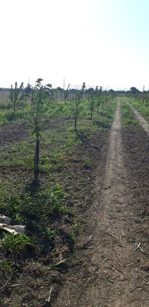  - Livada 1 anul ll 2019