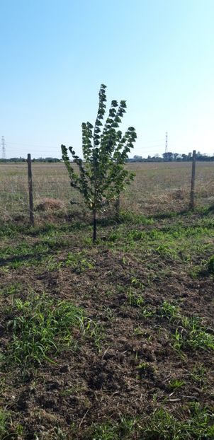  - Livada 1 anul ll 2019