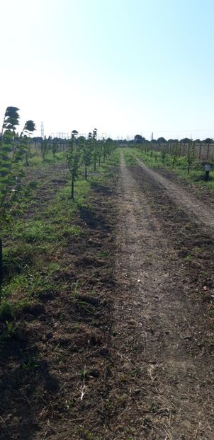  - Livada 1 anul ll 2019