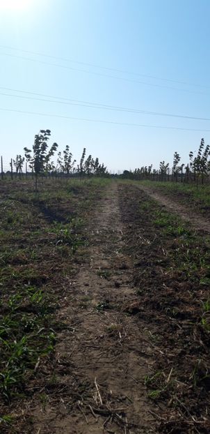  - Livada 1 anul ll 2019