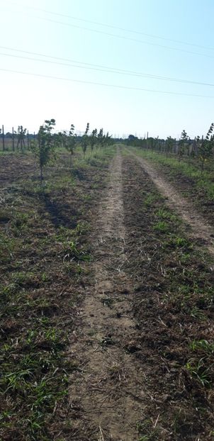  - Livada 1 anul ll 2019