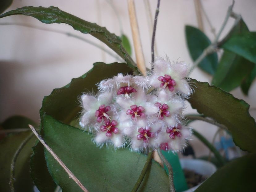 P1420705 - HOYA 2019