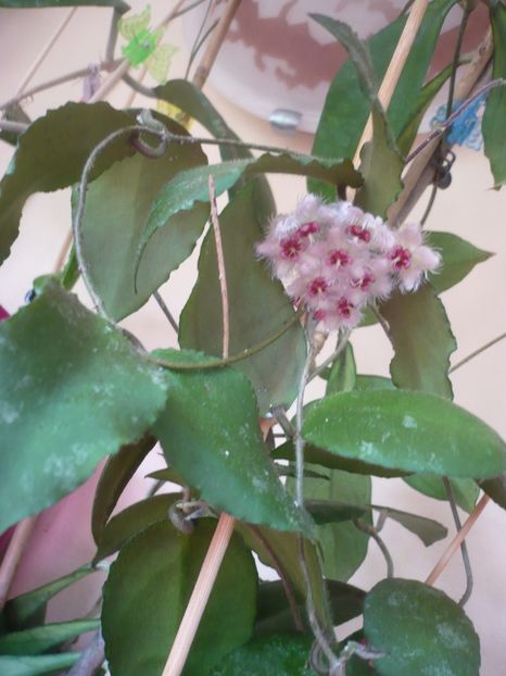 P1420707 - HOYA 2019