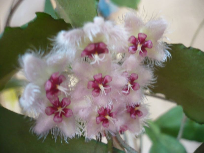 P1420711 - HOYA 2019