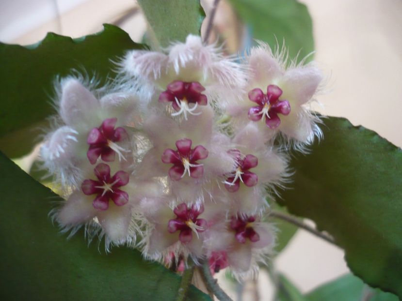 P1420715 - HOYA 2019