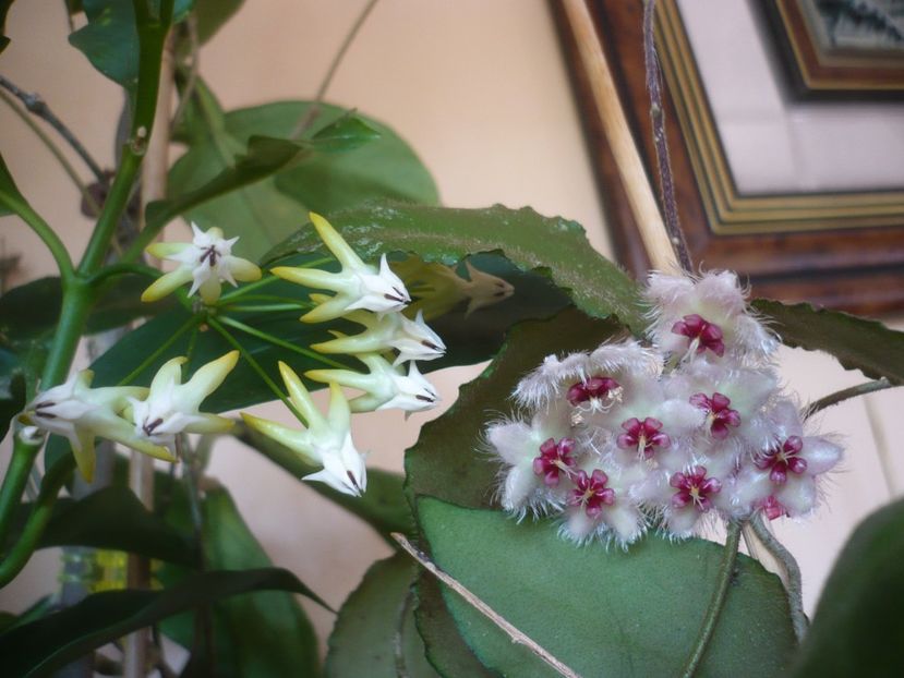 P1420721 - HOYA 2019