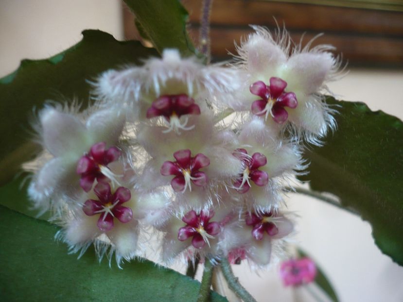 P1420724 - HOYA 2019