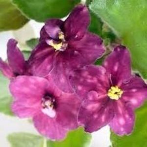 AE Slava Rosii - 000 A ALE MELE VIOLETE
