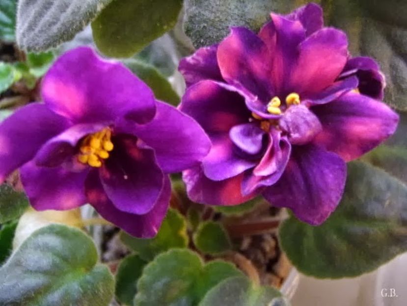 AE Strelec Elit- - 000 A ALE MELE VIOLETE