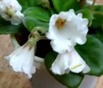 Alan s White Feather (2) - 000 A ALE MELE VIOLETE
